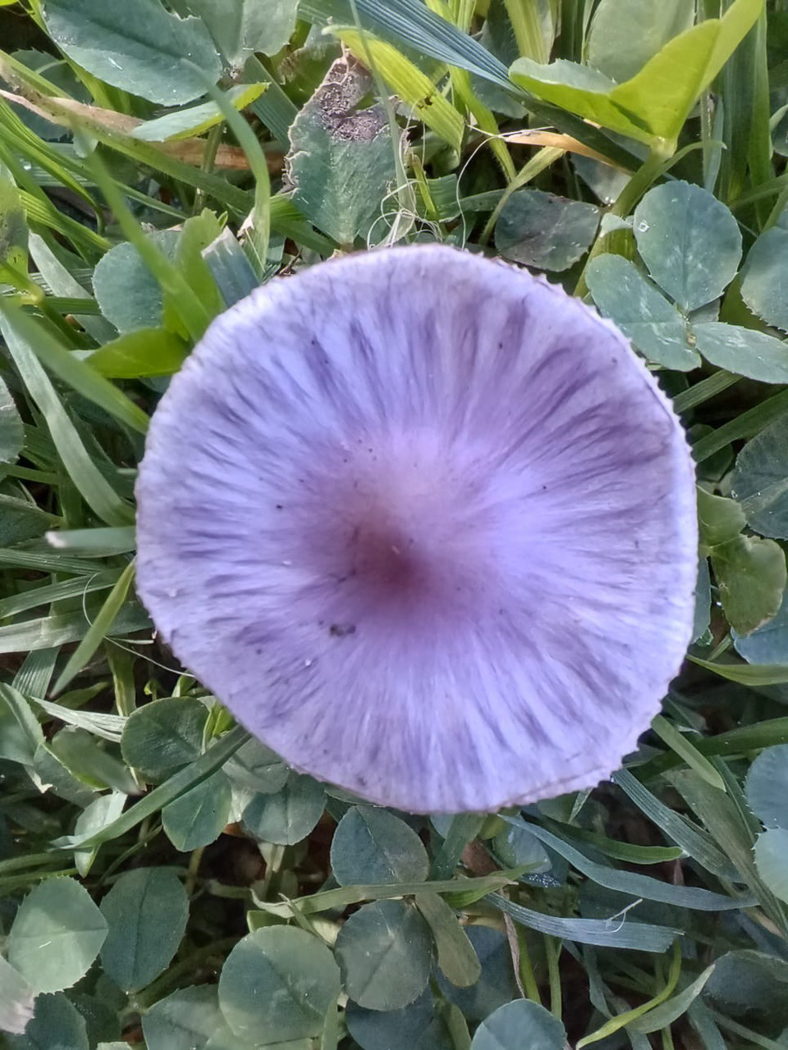 Photo © Bob Simpson Inocybe cf ionolepis by Bob Simpson